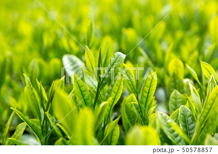 新茶 茶葉 新茶 茶葉 50578857