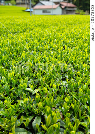 新茶　茶葉 50578858