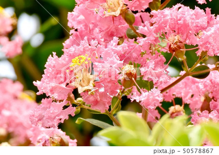 三鷹中原に咲くピンクのサルスベリの花 50578867