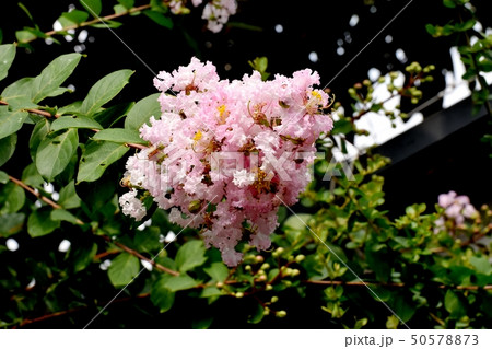 三鷹中原に咲く淡いピンクのサルスベリの花 50578873