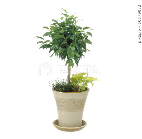 ベンジャミン バック飛ばし 切り抜き の写真素材