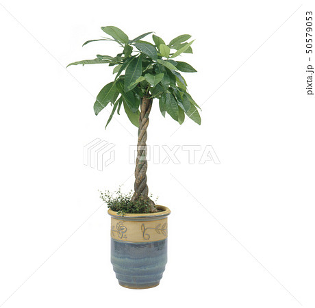 パキラ（バック飛ばし、切り抜き） 50579053