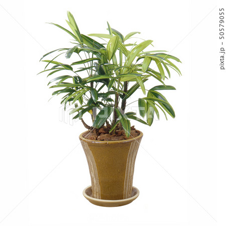 観音竹（バック飛ばし、切り抜き） 50579055