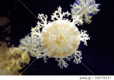 ガラスにくっつくサカサクラゲの写真素材