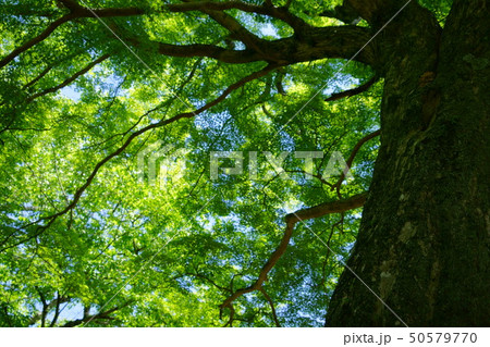 ５月・深い森の木陰２ 50579770