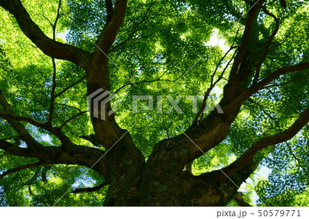 5月・深い森の木陰3 5月・深い森の木陰3 50579771