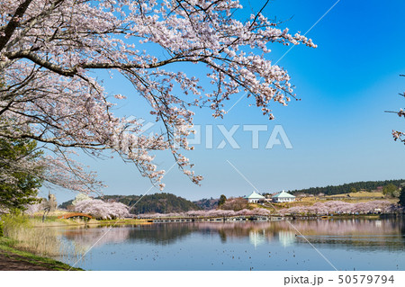 宮城平筒沼の満開の桜並木と浮橋 宮城平筒沼の満開の桜並木と浮橋 50579794