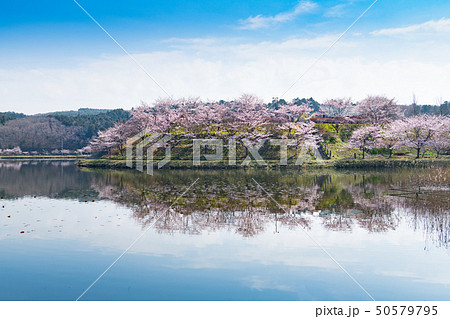 宮城平筒沼水鏡の満開の桜並木 50579795