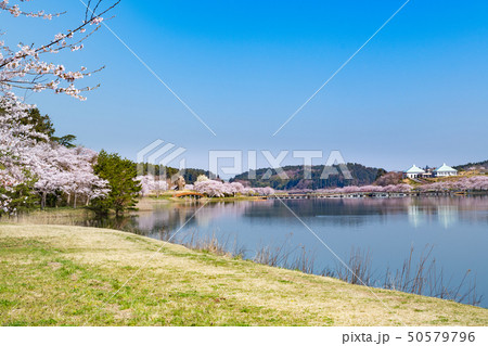 宮城平筒沼の満開の桜並木と浮橋 50579796