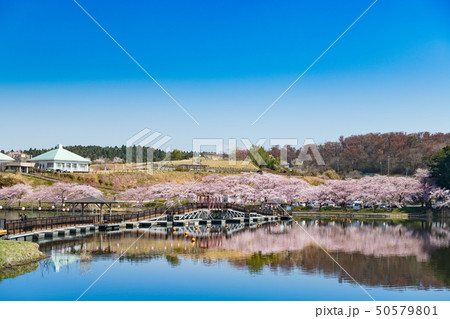 宮城平筒沼の満開の桜並木と浮橋 50579801