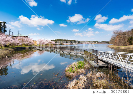 宮城平筒沼の満開の桜並木と浮橋 宮城平筒沼の満開の桜並木と浮橋 50579805