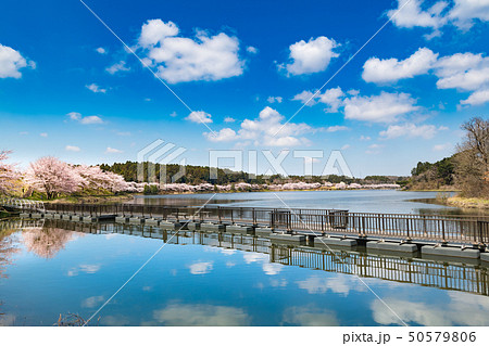 宮城平筒沼の満開の桜並木と浮橋 宮城平筒沼の満開の桜並木と浮橋 50579806