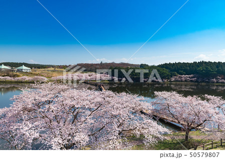 宮城平筒沼の満開の桜並木と浮橋 宮城平筒沼の満開の桜並木と浮橋 50579807