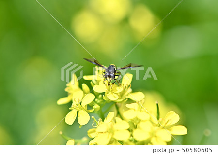 ハチモドキハナアブ 50580605