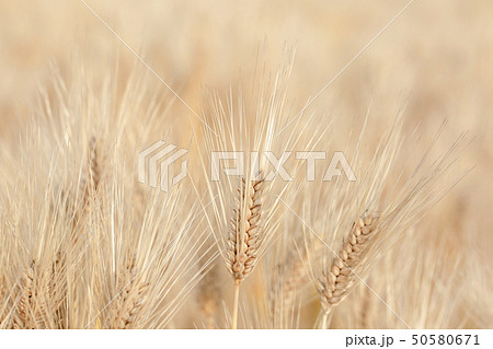 大麦 大麦 50580671