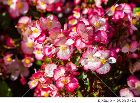 begonia flowers 50580715