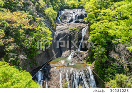 新緑の袋田の滝 新緑の袋田の滝 50581028