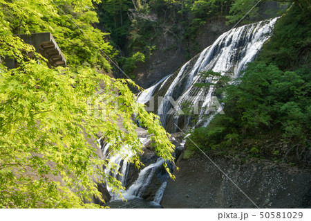 新緑の袋田の滝 50581029