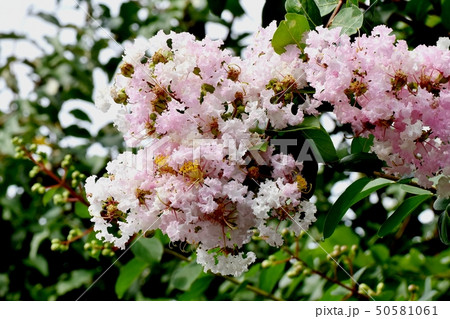 三鷹中原に咲く淡いピンクのサルスベリの花 三鷹中原に咲く淡いピンクのサルスベリの花 50581061