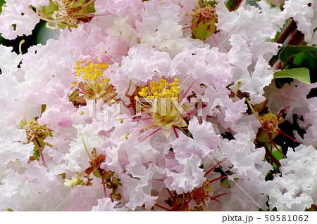 三鷹中原に咲く淡いピンクのサルスベリの花 三鷹中原に咲く淡いピンクのサルスベリの花 50581062