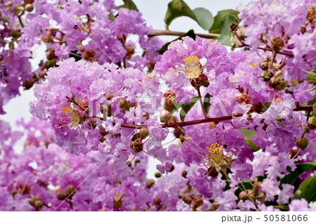 三鷹中原に咲く淡い紫色のサルスベリの花 50581066