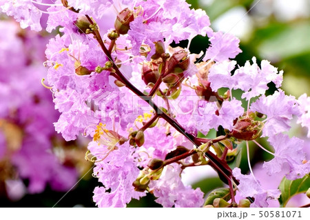 三鷹中原に咲く淡い紫色のサルスベリの花 三鷹中原に咲く淡い紫色のサルスベリの花 50581071