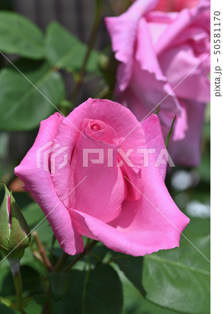 バラ（ザ・マッカートニー・ローズ） 50581170