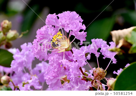 三鷹中原に咲く淡い紫色のサルスベリの花 50581254