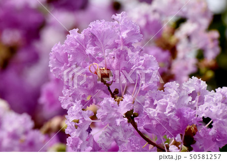 三鷹中原に咲く淡い紫色のサルスベリの花の写真素材