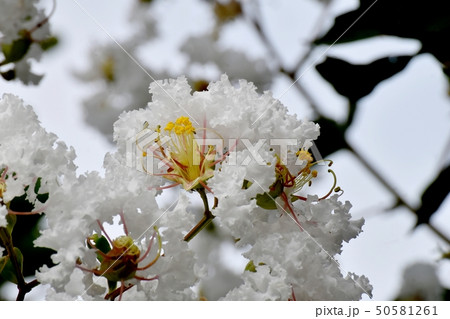 三鷹中原に咲く白いサルスベリの花 50581261