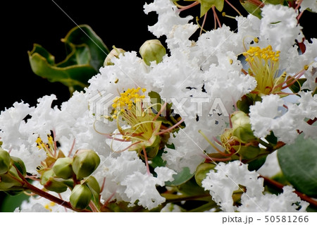 三鷹中原に咲く白いサルスベリの花 50581266
