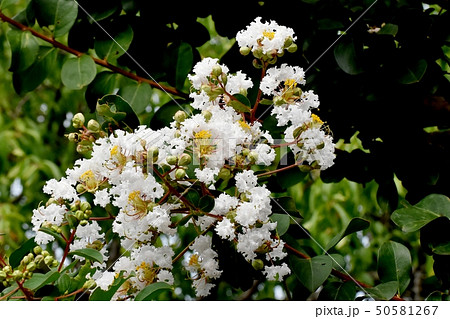 三鷹中原に咲く白いサルスベリの花 50581267