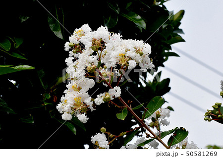 三鷹中原に咲く白いサルスベリの花 50581269