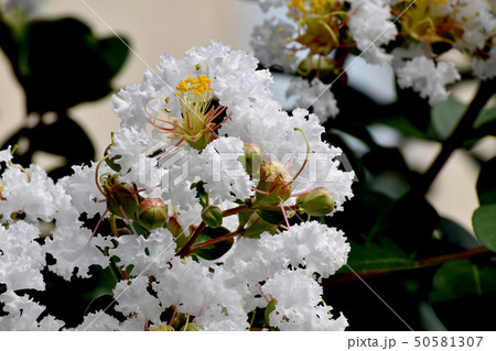 三鷹中原に咲く白いサルスベリの花 三鷹中原に咲く白いサルスベリの花 50581307