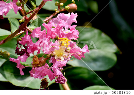 三鷹中原に咲くピンクのサルスベリの花 50581310