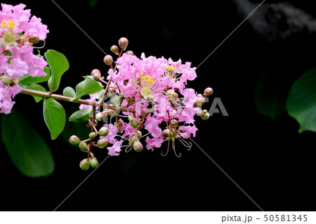 三鷹中原に咲くピンクのサルスベリの花 三鷹中原に咲くピンクのサルスベリの花 50581345