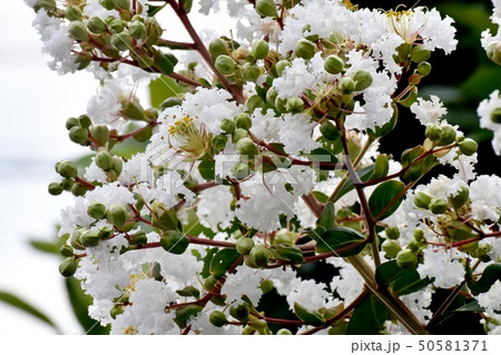 三鷹中原に咲く白いサルスベリの花 50581371