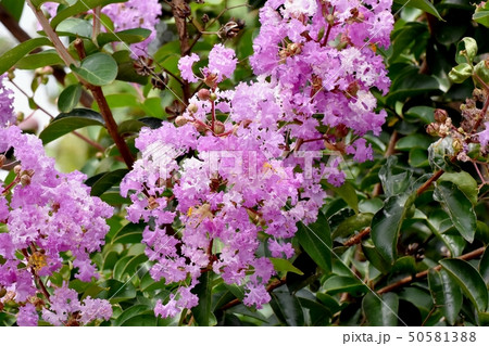 三鷹中原に咲く淡い紫色のサルスベリの花 50581388