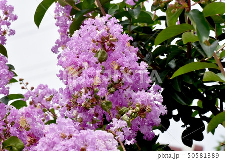 三鷹中原に咲く淡い紫色のサルスベリの花 三鷹中原に咲く淡い紫色のサルスベリの花 50581389