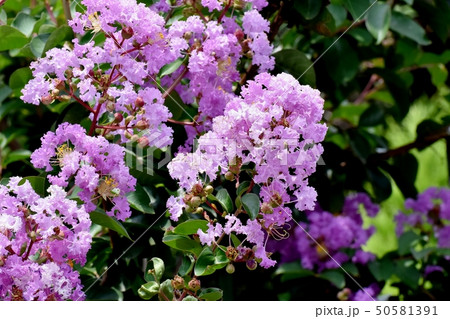 三鷹中原に咲く淡い紫色のサルスベリの花の写真素材