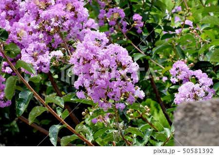 三鷹中原に咲く淡い紫色のサルスベリの花 50581392