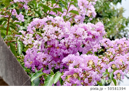 三鷹中原に咲く淡い紫色のサルスベリの花 50581394