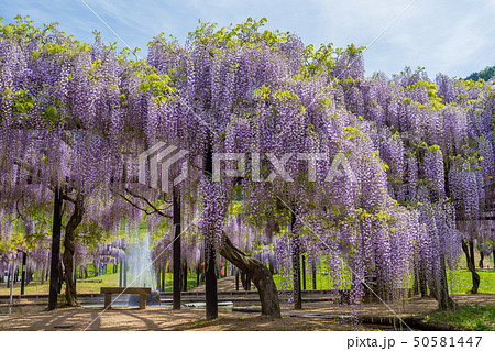 白井大町藤公園 白井大町藤公園 50581447