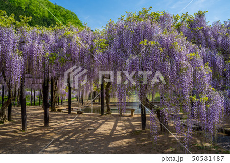 白井大町藤公園 白井大町藤公園 50581487