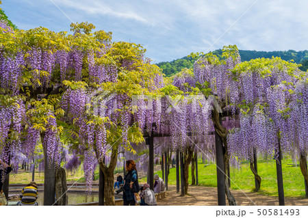 白井大町藤公園 白井大町藤公園 50581493
