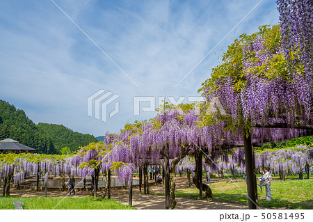 白井大町藤公園 白井大町藤公園 50581495