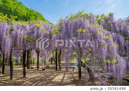 白井大町藤公園 50581498
