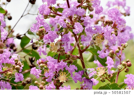 三鷹中原に咲く淡い紫色のサルスベリの花の写真素材