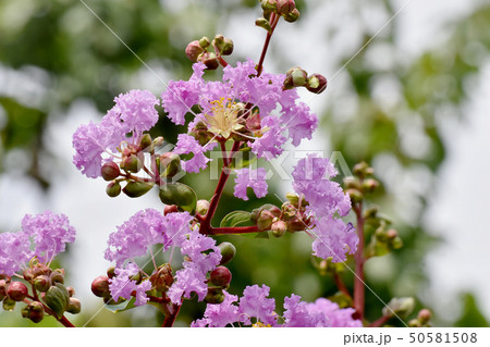 三鷹中原に咲く淡い紫色のサルスベリの花 50581508