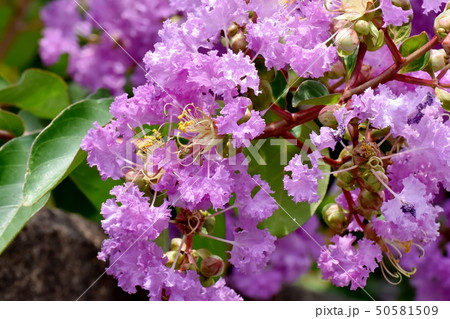 三鷹中原に咲く淡い紫色のサルスベリの花 50581509